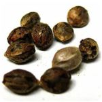Семена марихуаны АК-47  (Seeds AK-47) в Осташкове